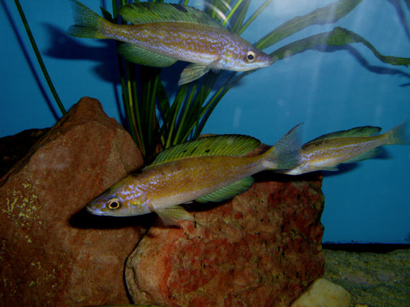 Cyprichromis Microlepidotus Kigoma
