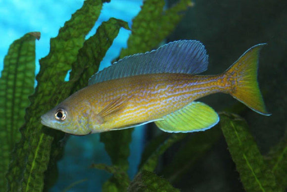 Cyprichromis Pavo Moliro