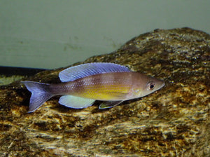 Cyprichromis Zonatus Chituta