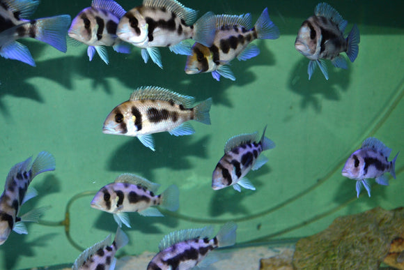 Cyphotilapia frontosa Black Widow EXTREMELY RARE