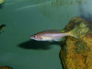 Cyprichromis Leptosoma Chituta Neon Head