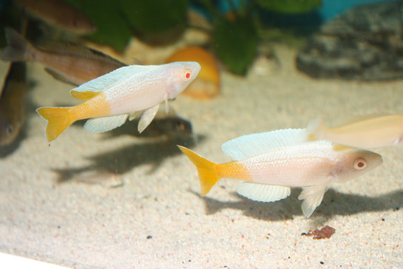 Cyprichromis kitumba ALBINO (COMING SOON)