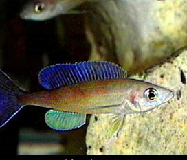 Cyprichromis Pavo