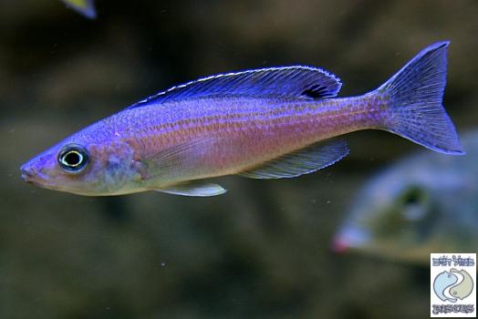 Cyprichromis Leptosoma Utinta “Fluorescent