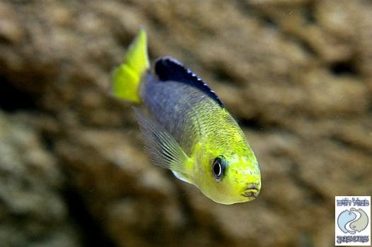 Cyprichromis Leptosoma “Yellow Head” Kipili