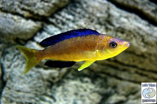WILD Cyprichromis Karilani EXTRA LARGE