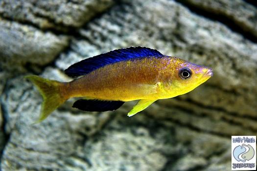 WILD Cyprichromis Microlepidotus Karilani (COMING SOON)