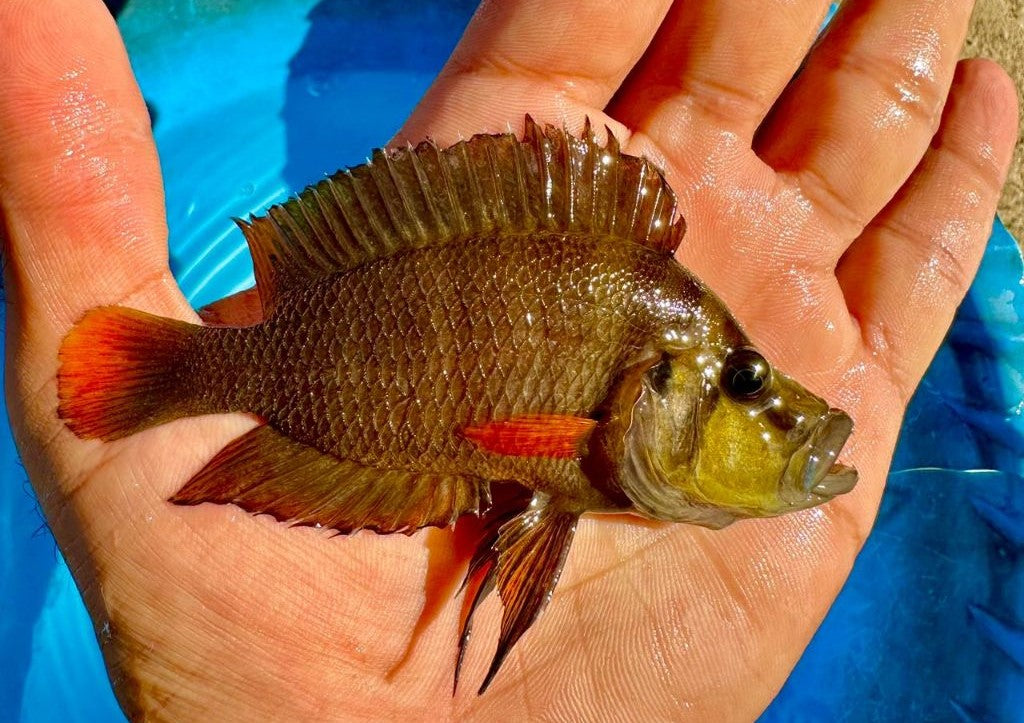 Altolamprologus compressiceps Firefin - Online Sale Chicago | Illinois ...