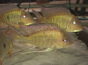 Geophagus Altifrons EXTRA EXTRA LARGE