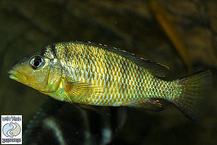 Gnathochromis Pfefferi EXTREMELY RARE