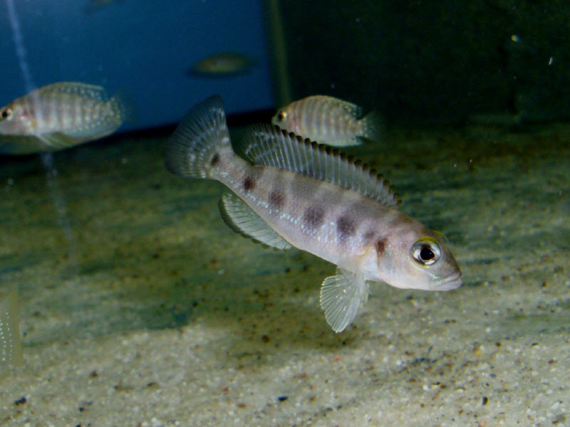 Lamprologus Hequi