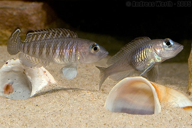 2 Lamprologus Signatus females breeders Extremely Rare – RAREFISHUSA.COM