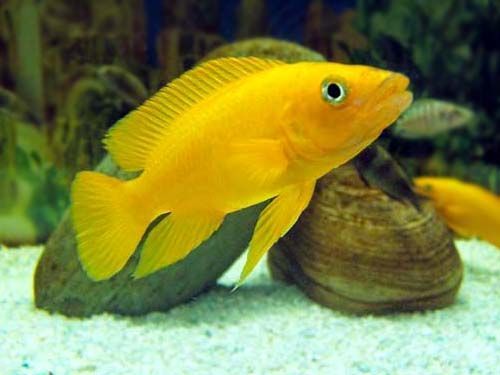 BUY Live Fish Online USA : Aquarium Fishes | Wild Fishes | Cichlids ...