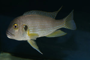 Limnochromis Abeelei
