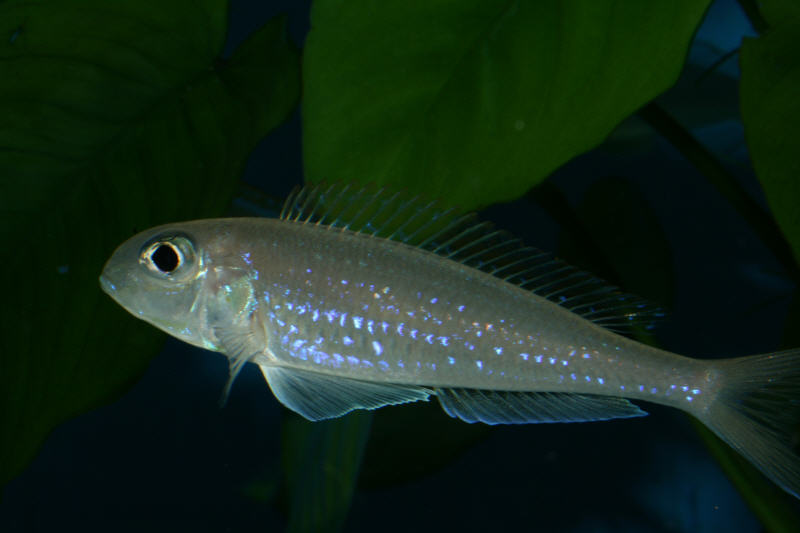 Microdontochromis Rotundiventralis Cape Nangu