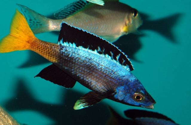 2 males 5 females Cyprichromis mobas LAST ONES