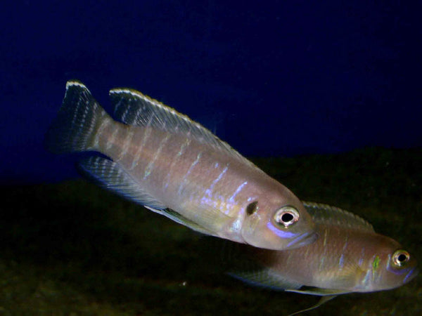 Neolamprologus Brevis Katabe