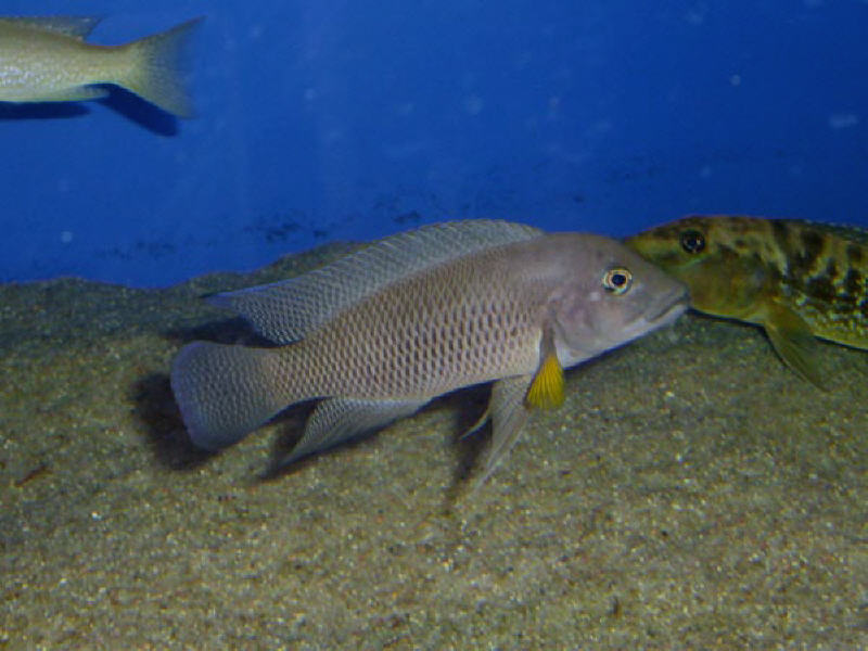 Pasalidognathus modestus 69mm 62mm Psalidognathus modestus Fries, 1833