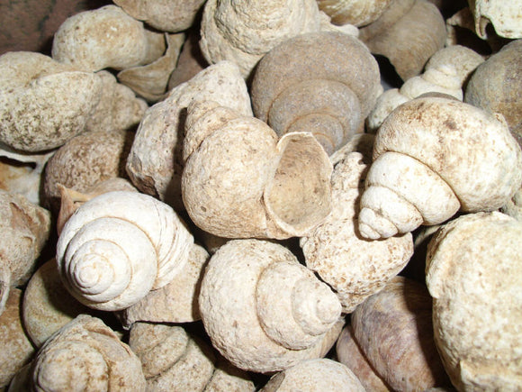 Neothauma Shells