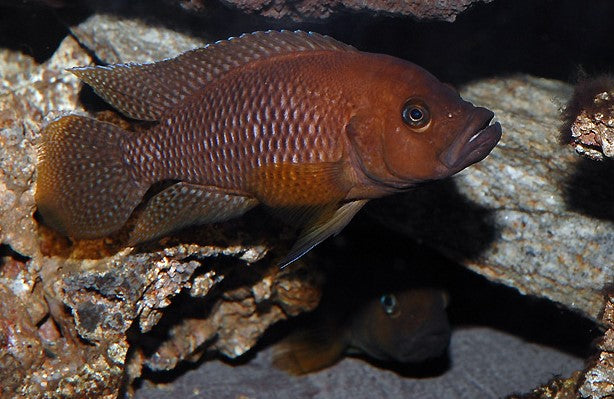 WILD Neolamprologus Niger IMPOSIBBLE FIND