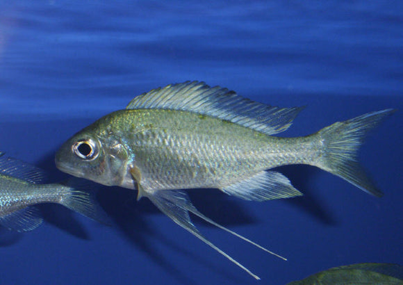 Ophthalmotilapia Ventralis Zongwe