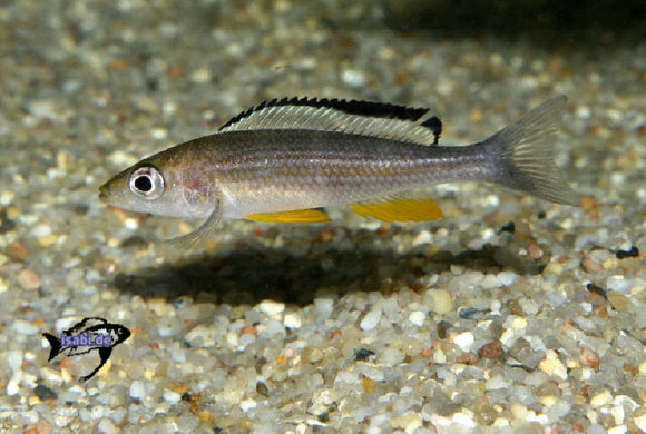 Paracyprichromis Brieni Kisonso