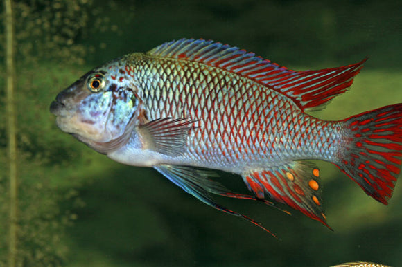 Petrochromis Longola