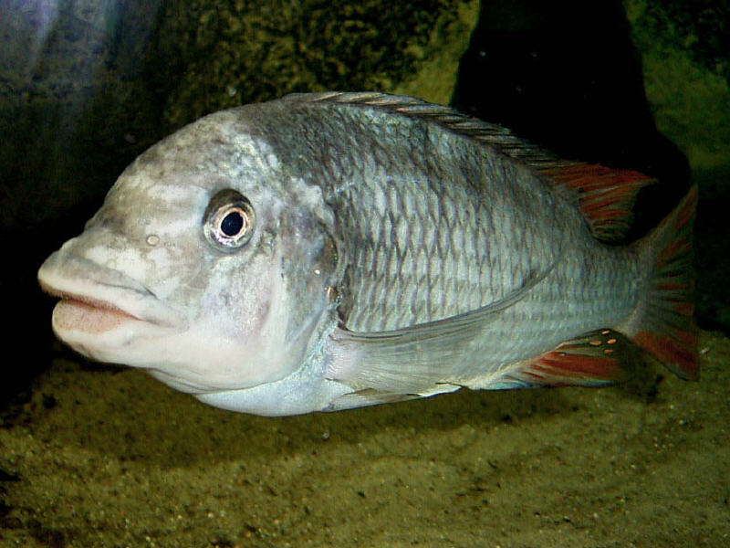 Petrochromis Ubwari
