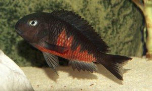 Tropheus Red Belly EXTREMELY RARE