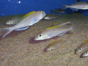 Xenotilapia Flavipinnis Crocodile Island