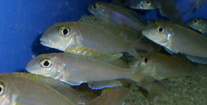 Xenotilapia Flavipinnis Gombe National Park