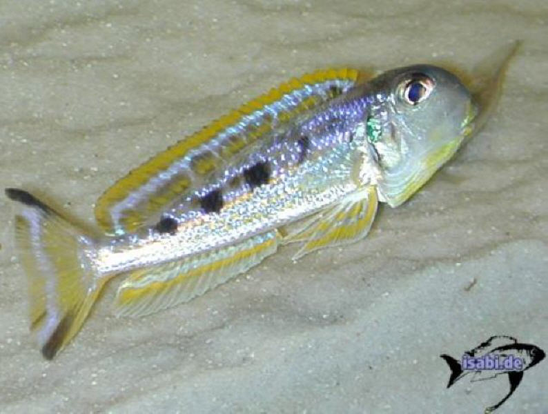 Xenotilapia Ochrogenys Mzuri