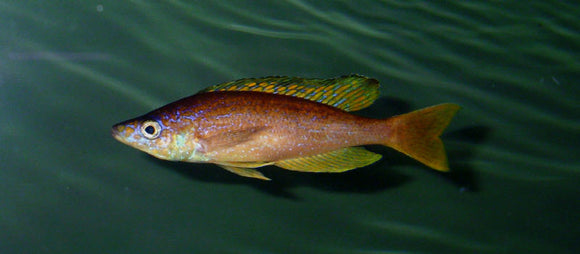 Cyprichromis Microlepidotus Kibishi