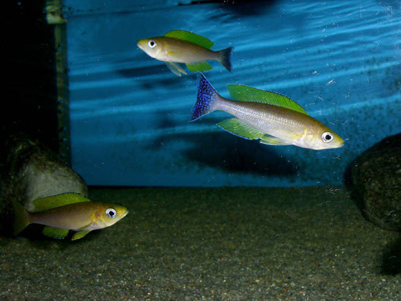Cyprichromis Coloratus Mbita