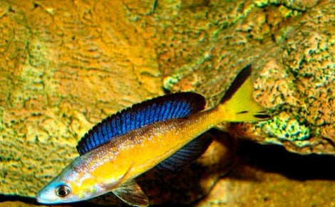 Cyprichromis Microlepidotus Kasai (COMING SOON)