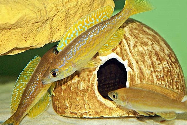 Cyprichromis Microlepidotus Bemba