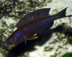 6 Cyprichromis Kiriza black Nice last ones