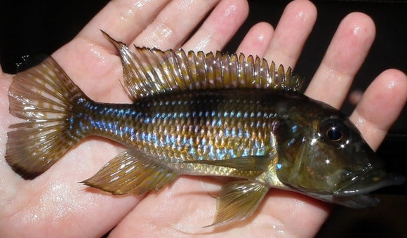 WILD Gnathochromis Permaxillaris
