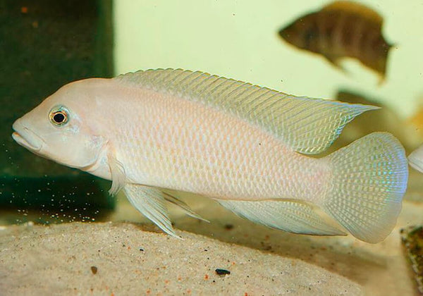 neolamprologus-modestus_grande