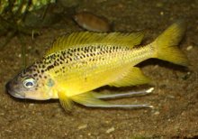 Ophthalmotilapia Nasuta Tiger – RAREFISHUSA.COM