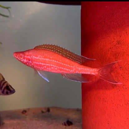 ALBINO Paracyprichromis Nigripinnis RARE (COMING SOON)