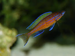 WILD Paracyprichromis Nigripinnis Blue Neon NICE