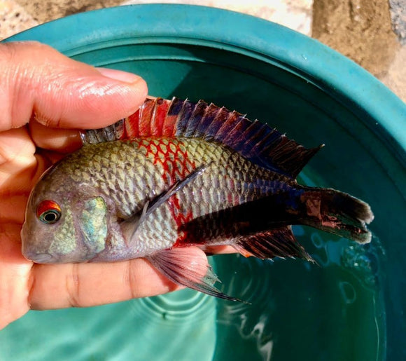 WILD Tropheus Red Rutunga  REDISCOVERD AFTER 20 YEARS