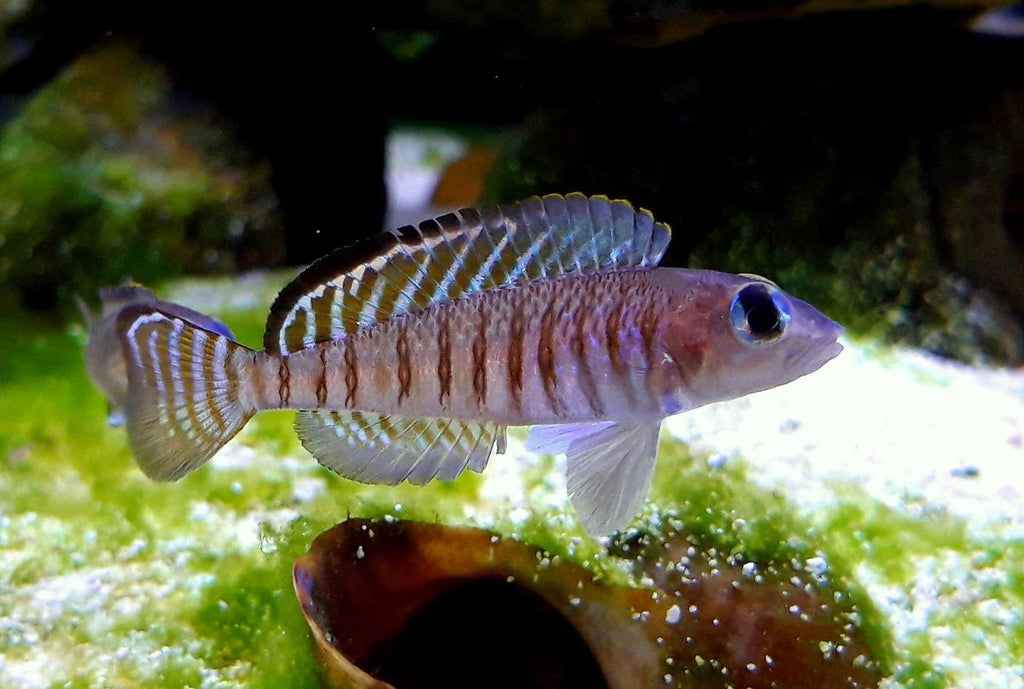 Signatus Fish 2 Lamprologus Signatus females breeders Extremely Rare – RAREFISHUSA.COM