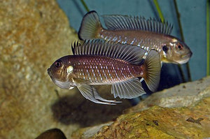 WILD Triglachromis Otostigma EXTREMELY RARE